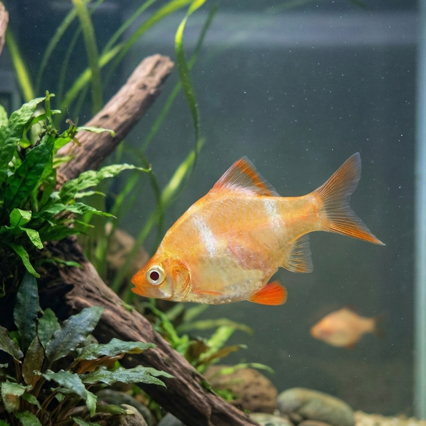 Golden Tiger Barb| Puntigrus tetrazona