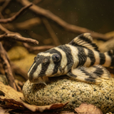L168 Butterfly Pleco  | Zonancistrus pulcher - Betta USA Aquatic