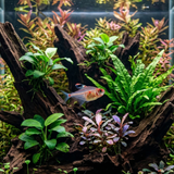 Bleeding Heart Tetra  | Hyphessobrycon erythrostigma