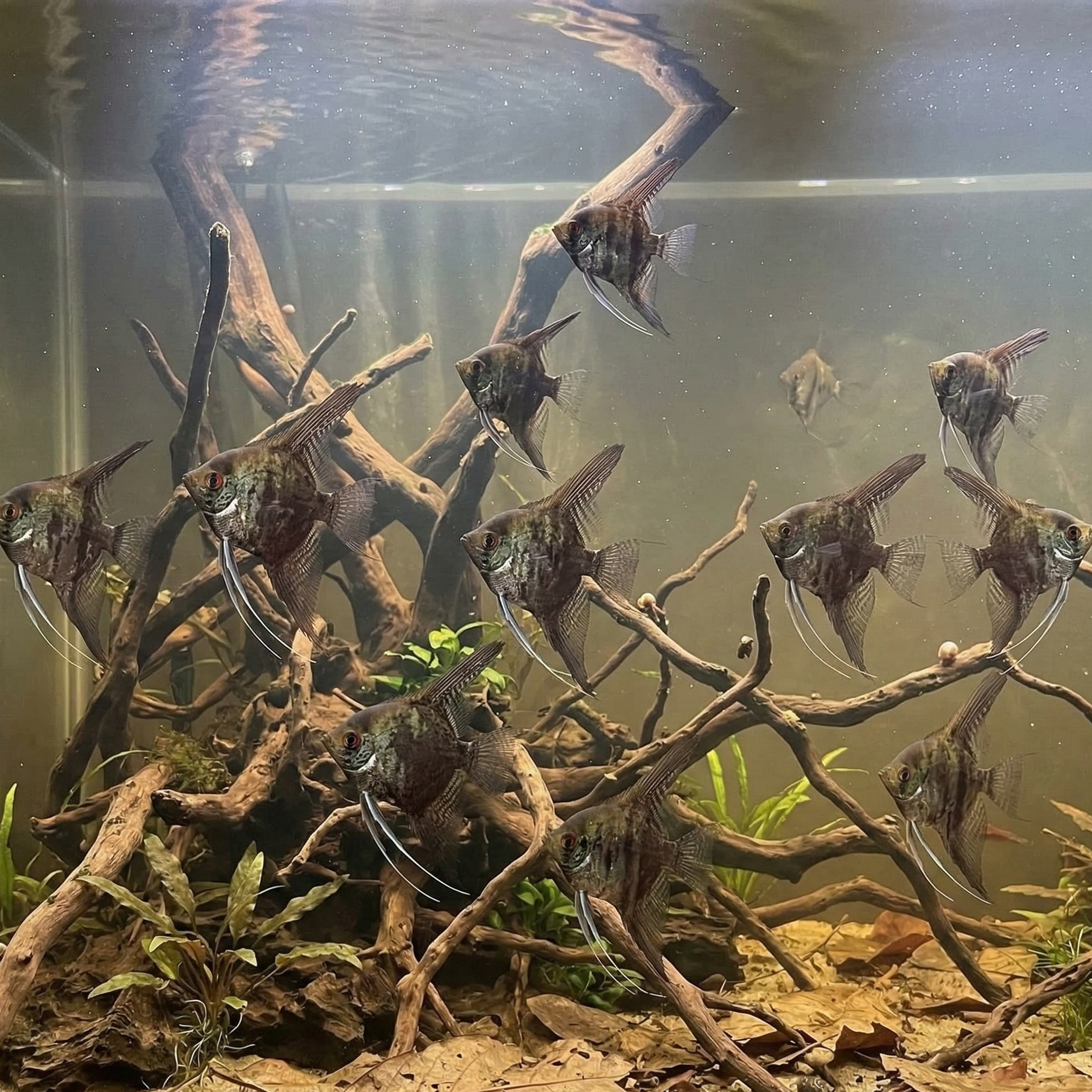 Leopard Angelfish | Pterophyllum scalare