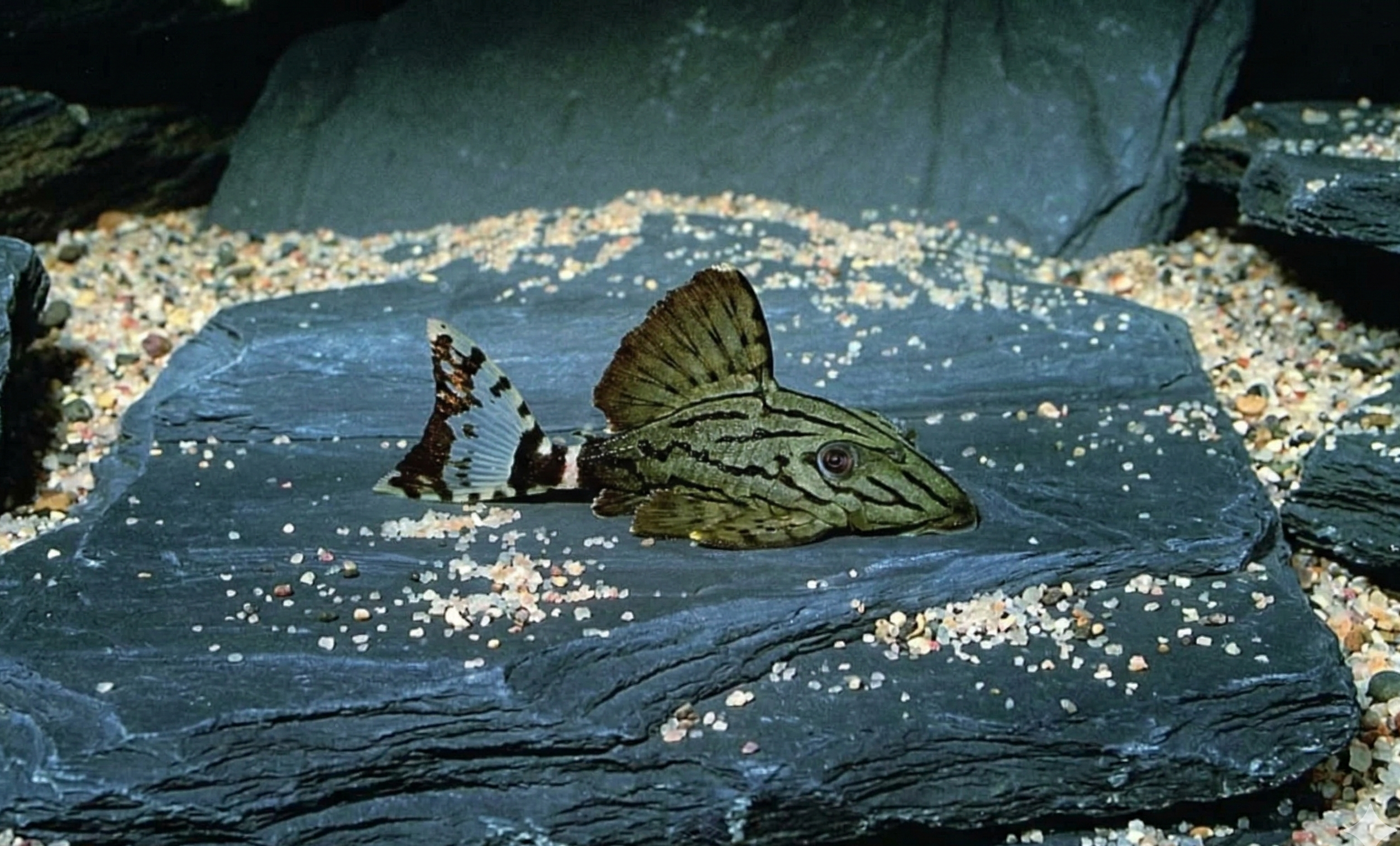 L191 Broken Line Royal Pleco | Panaque nigrolineatus