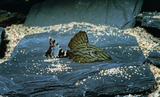 L191 Broken Line Royal Pleco | Panaque nigrolineatus