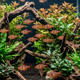 Red Phantom Tetra  | Hyphessobrycon sweglesi