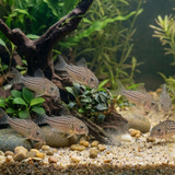 Sterbai Cory Catfish | Corydoras sterbai - Tank Bred - Betta USA Aquatic