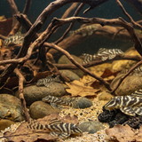 L129 Colombian Zebra Pleco | Hypancistrus debilittera