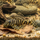 L134 Leopard Frog Pleco  | Peckoltia compta