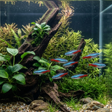 Neon Tetra | Paracheirodon innesi