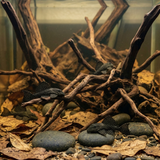 L240 Vampire Pleco | Leporacanthicus sp.