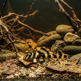 L168 Butterfly Pleco  | Zonancistrus pulcher - Betta USA Aquatic