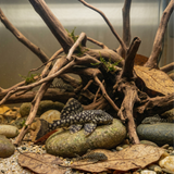 L106 Red Peckoltia Pleco  | Hemiancistrus guahiborum