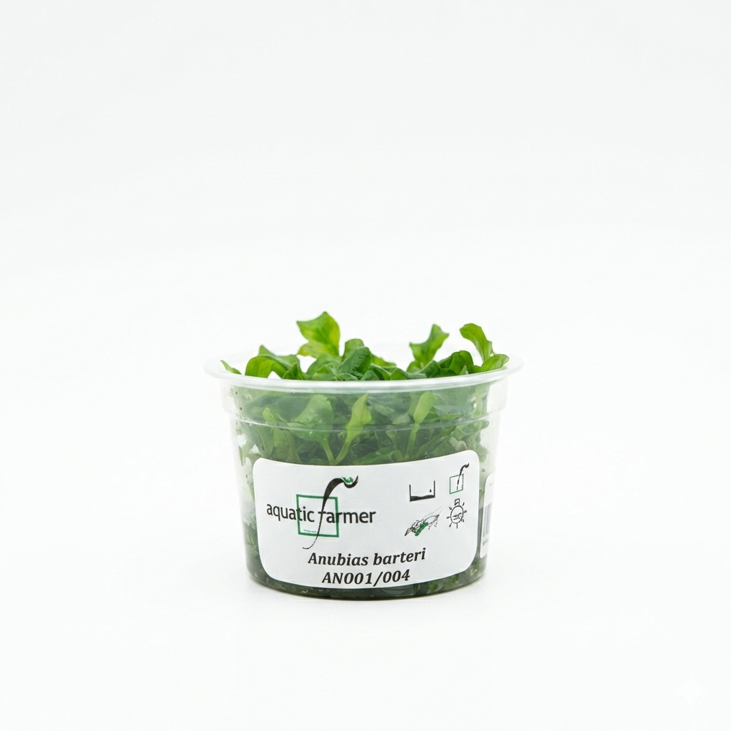 Anubias Barteri Gigantea Aquatic Farmer Tissue Culture - Betta USA Aquatic
