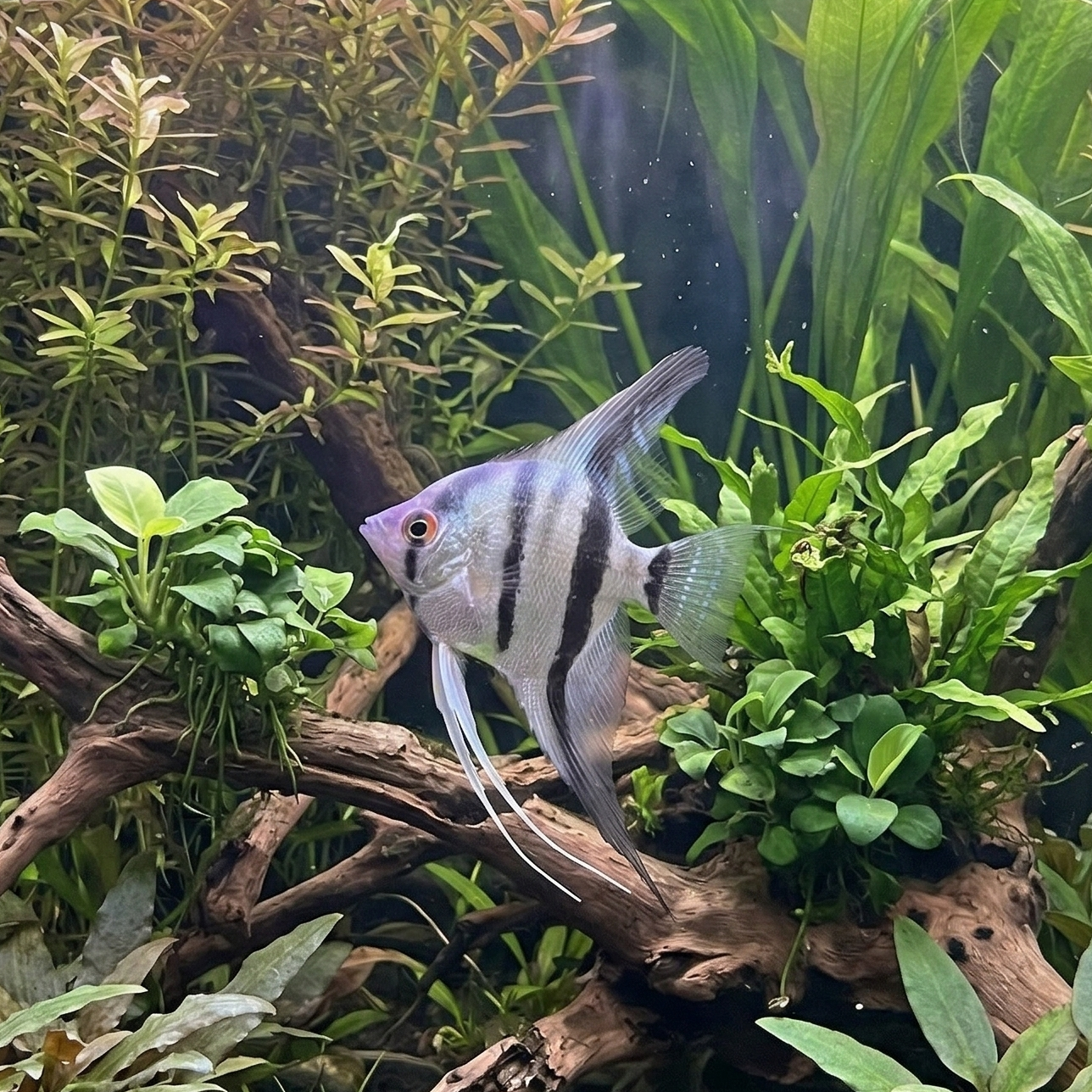 Zebra Angelfish | Pterophyllum scalare