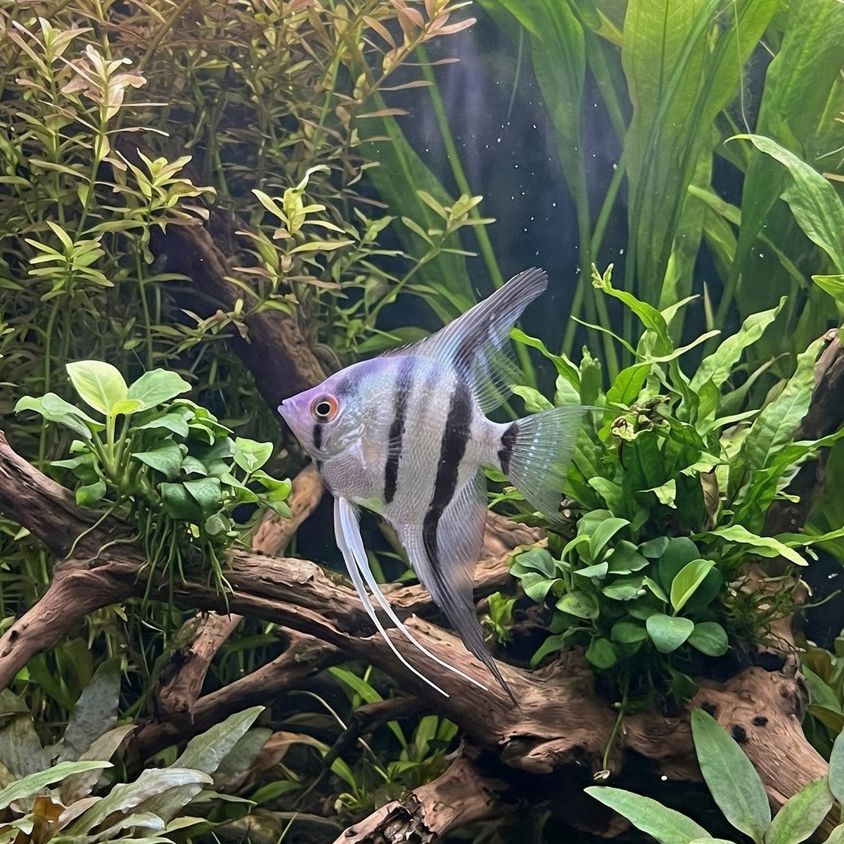 Zebra Angelfish | Pterophyllum scalare