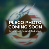 L124 Guacamaya Pleco| Ancistomus sabaji