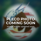 L052 Atabapo Butterfly Pleco  | Dekeyseria picta