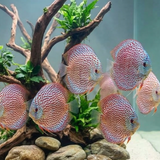 Ring Leopard Discus | Symphysodon aequifasciatus - Betta USA Aquatic