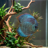 Blue Turquoise Discus | Symphysodon aequifasciatus - Betta USA Aquatic