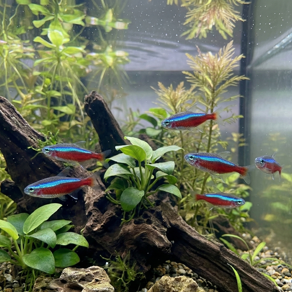 Cardinal Tetra | Paracheirodon axelrodi - Betta USA Aquatic
