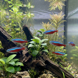 Cardinal Tetra | Paracheirodon axelrodi - Betta USA Aquatic