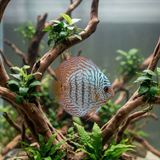 Blue Turquoise Discus | Symphysodon aequifasciatus - Betta USA Aquatic