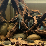 L128 Blue Phantom Pleco| Hemiancistrus subviridis