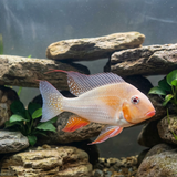 Albino Threadfin Acara / Heckelii Cichlid | Acarichthys heckelii - Betta USA Aquatic