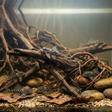 L102 True Inspector Pleco  | Hypancistrus inspector