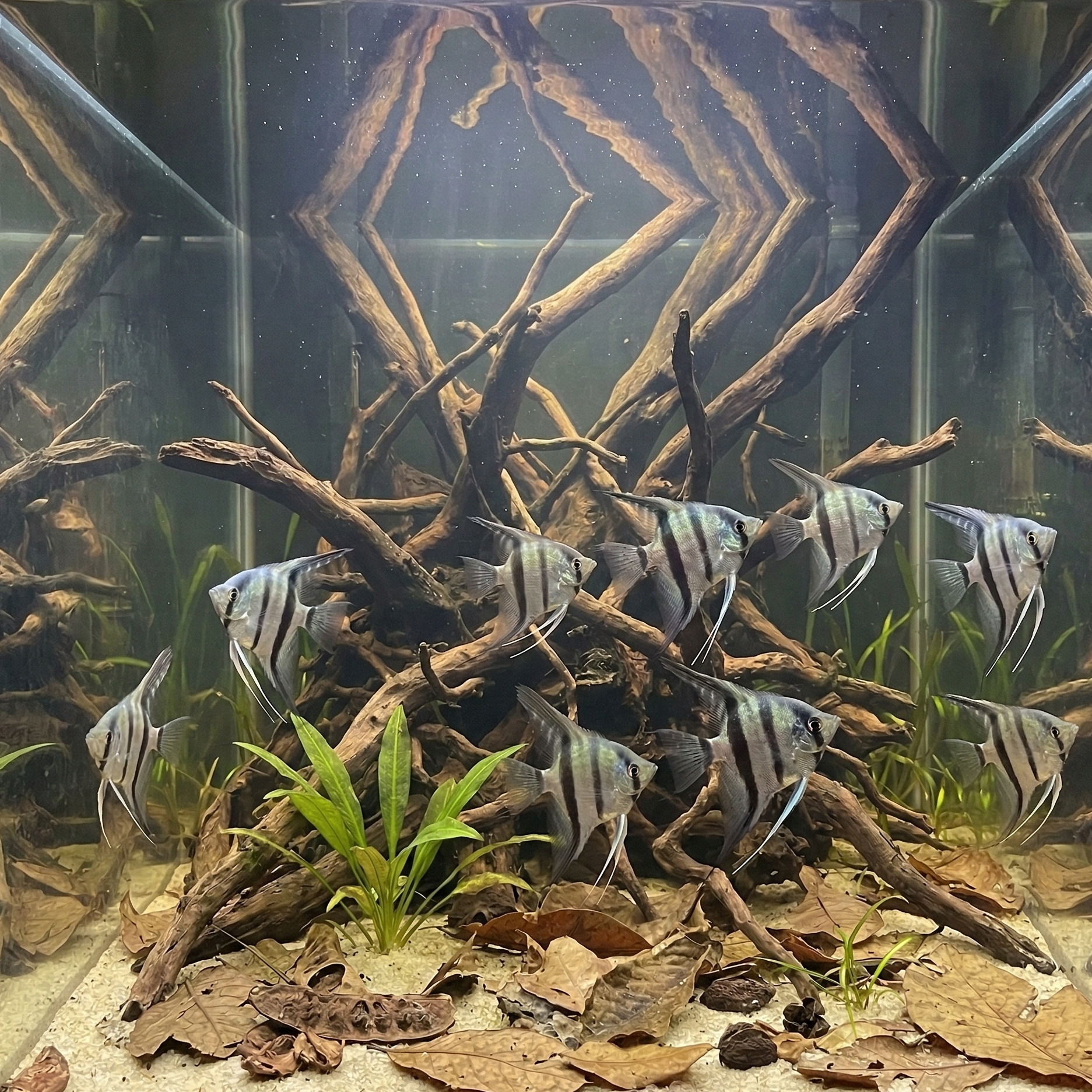 Blue Zebra Angelfish | Pterophyllum scalare