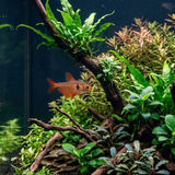 Red Phantom Tetra  | Hyphessobrycon sweglesi