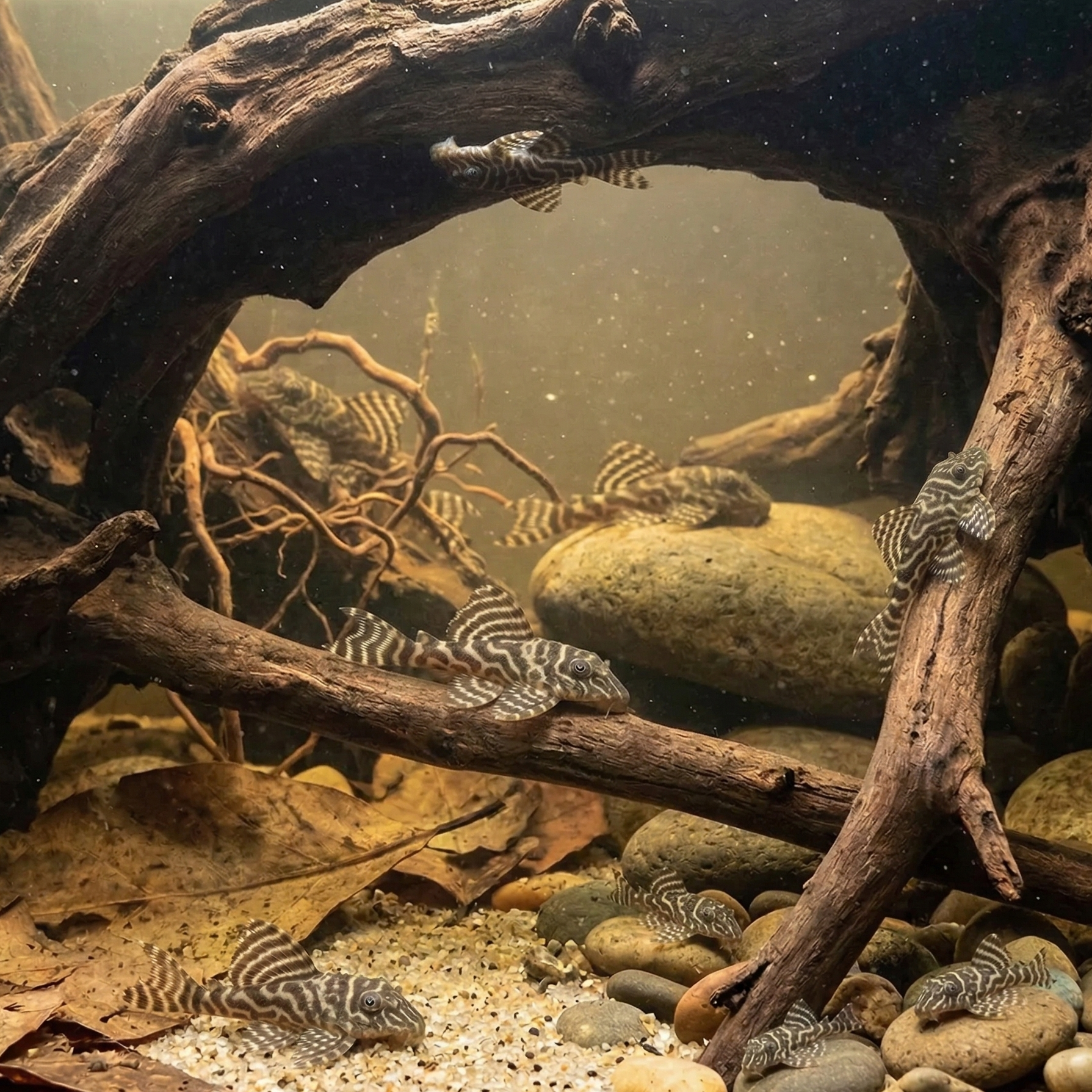 L333 King Tiger Pleco  | PHypancistrus sp.