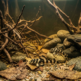 L168 Butterfly Pleco  | Zonancistrus pulcher - Betta USA Aquatic