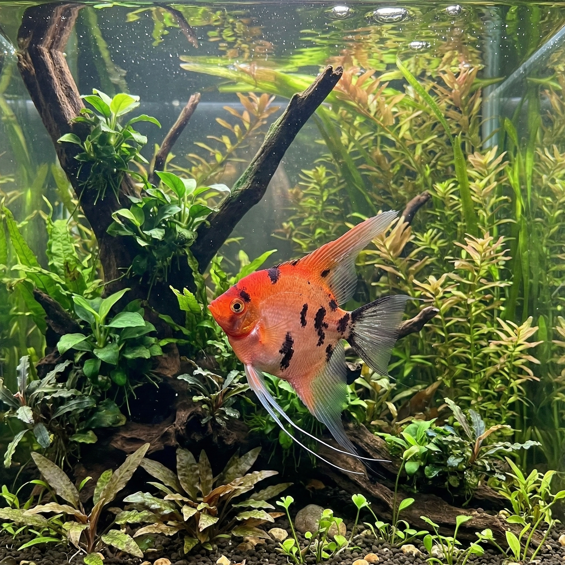 Red Koi Angelfish | Pterophyllum scalare