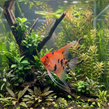 Red Koi Angelfish | Pterophyllum scalare