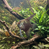 Leopard Angelfish | Pterophyllum scalare