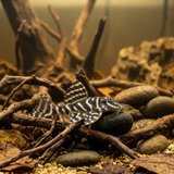 L340 Mega Clown Pleco AKA Imperial Tiger Pleco |  Hypancistrus sp