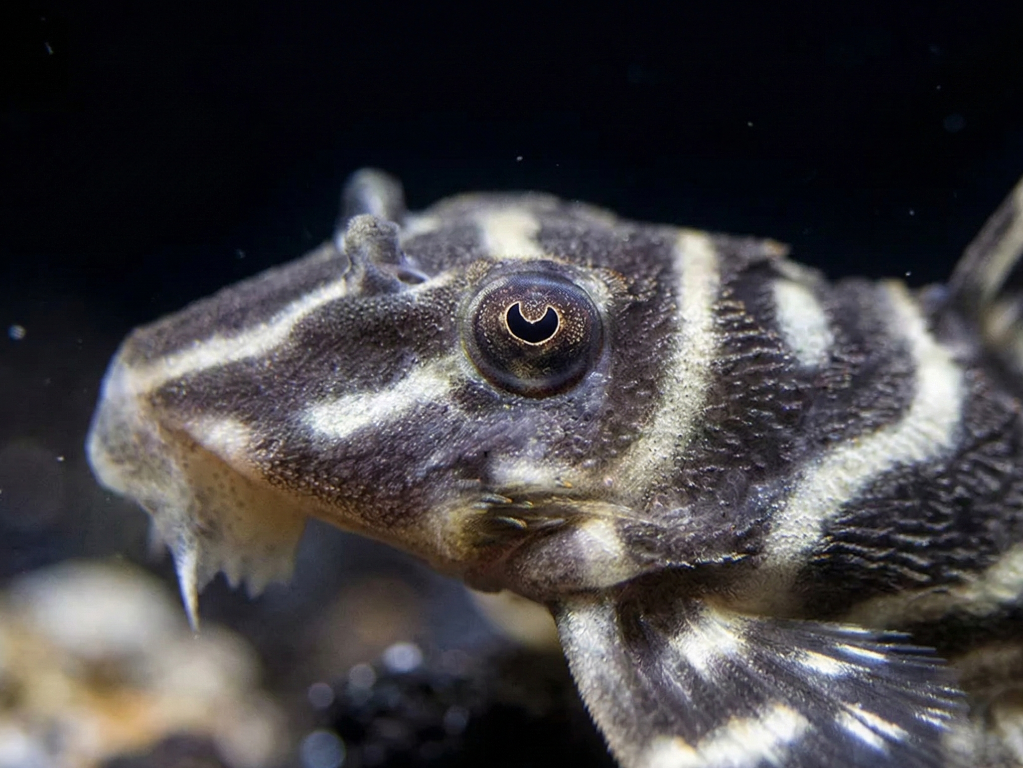 L340 Mega Clown Pleco AKA Imperial Tiger Pleco |  Hypancistrus sp