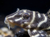 L340 Mega Clown Pleco AKA Imperial Tiger Pleco |  Hypancistrus sp