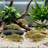 Gold Green Catfish  | Corydoras melanotaenia - Betta USA Aquatic