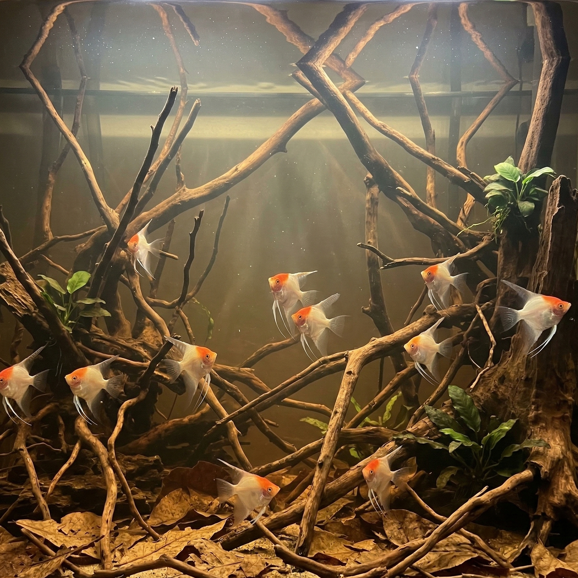 Albino Red Eye Red Cap Angelfish | Pterophyllum scalare