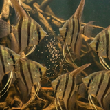 Altum Angelfish – Orinoco  | Pterophyllum altum