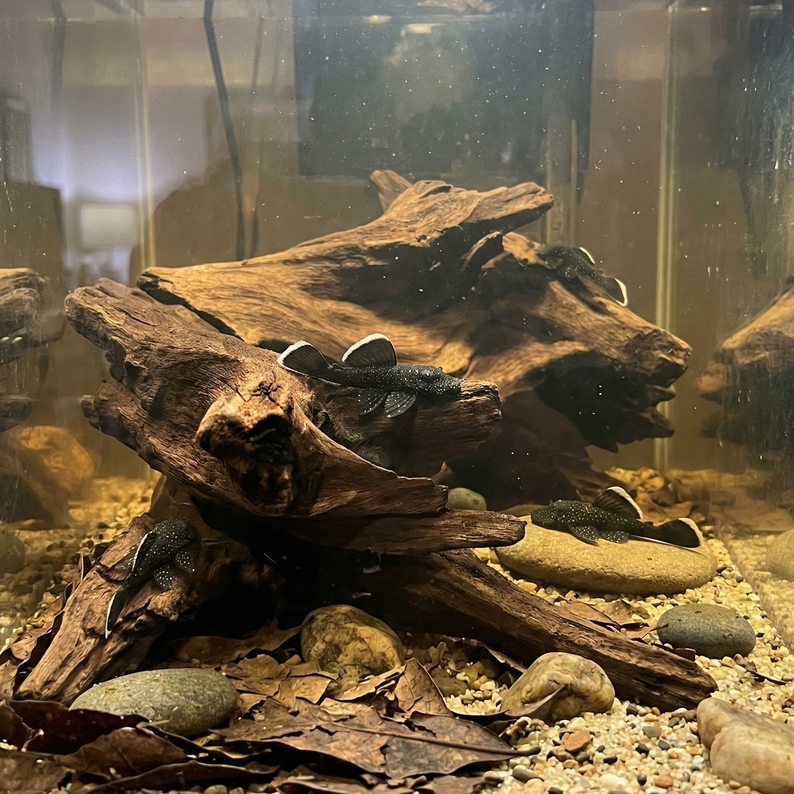 L183 Starlight Bristlenose Pleco  | Ancistrus dolichopterus
