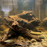 L183 Starlight Bristlenose Pleco  | Ancistrus dolichopterus