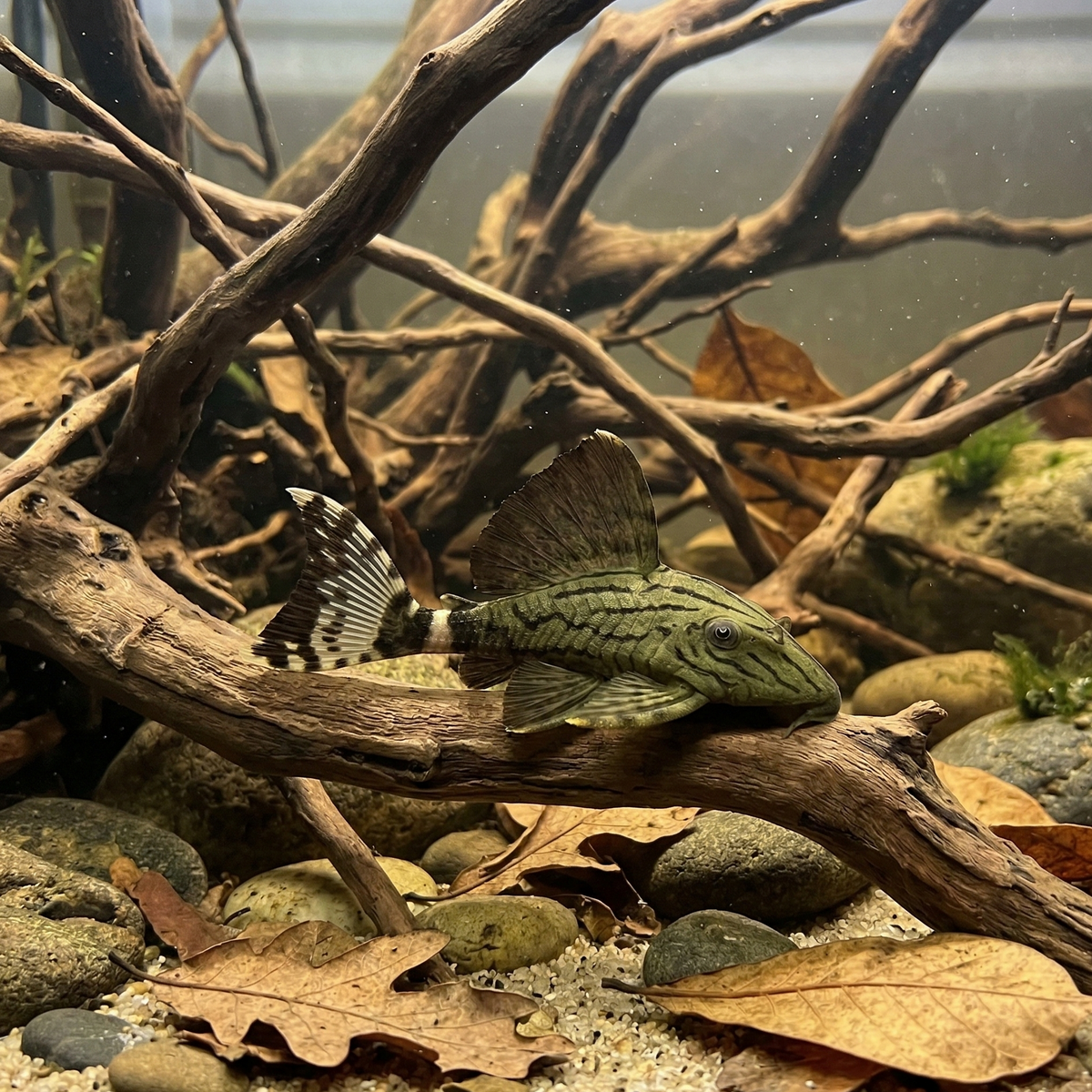 L191 Broken Line Royal Pleco | Panaque nigrolineatus