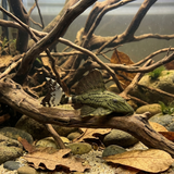 L191 Broken Line Royal Pleco | Panaque nigrolineatus