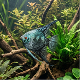 Smokey Blue Angelfish  Pterophyllum scalare