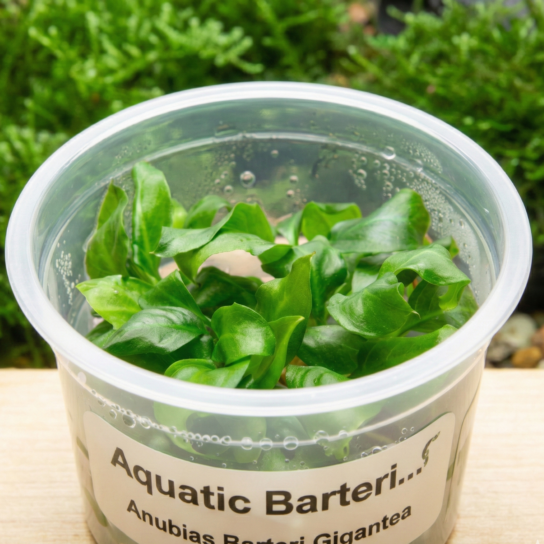 Anubias Barteri Gigantea Aquatic Farmer Tissue Culture - Betta USA Aquatic