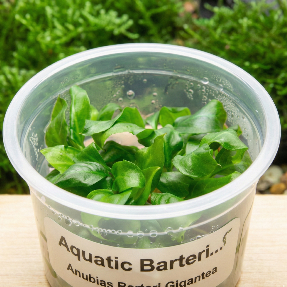 Anubias Barteri Gigantea Aquatic Farmer Tissue Culture - Betta USA Aquatic