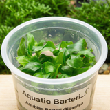 Anubias Barteri Gigantea Aquatic Farmer Tissue Culture - Betta USA Aquatic