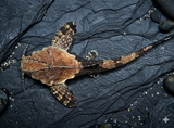 Banjo Catfish  | Bunocephalus coracoideus - Betta USA Aquatic