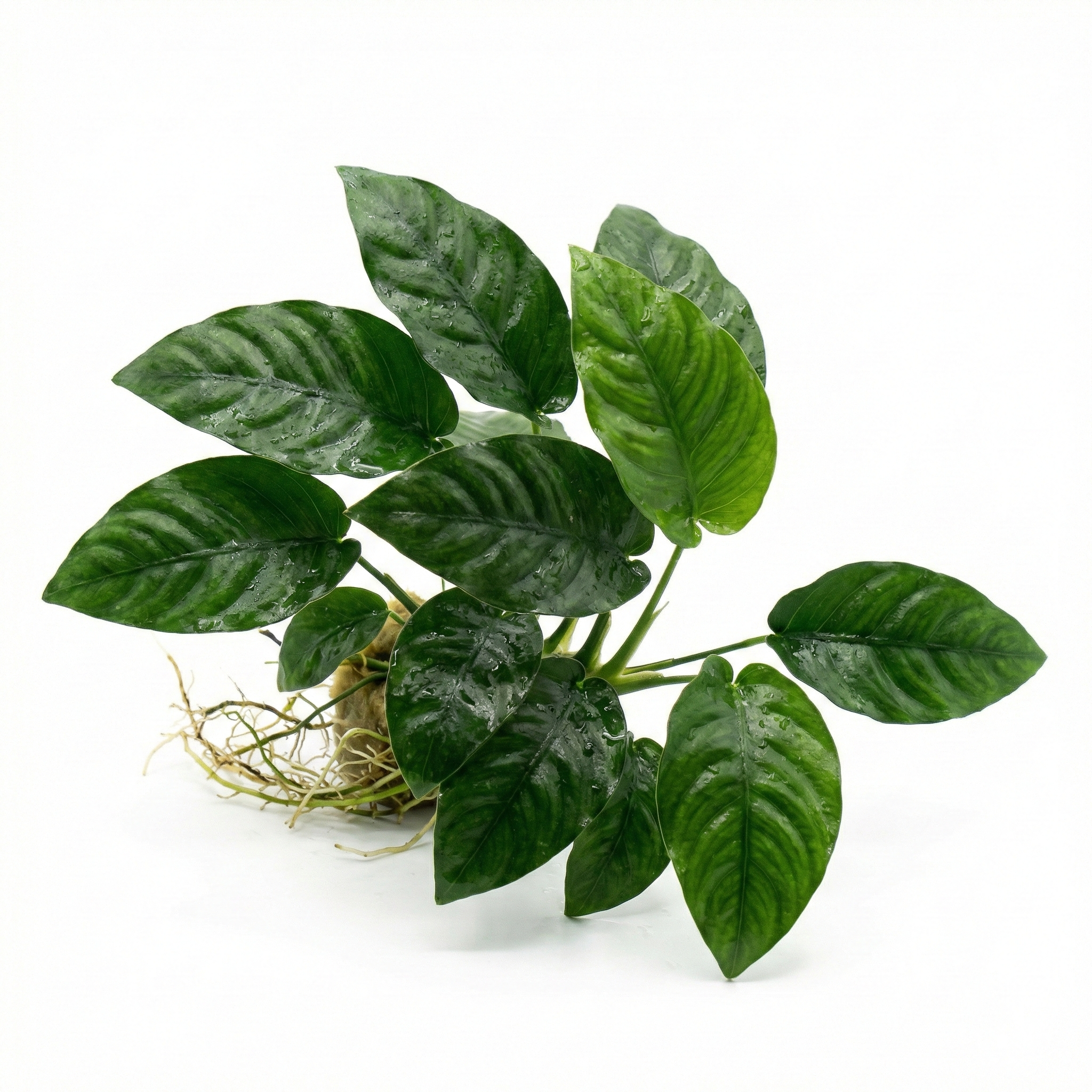 Anubias Barteri Striped - Betta USA Aquatic